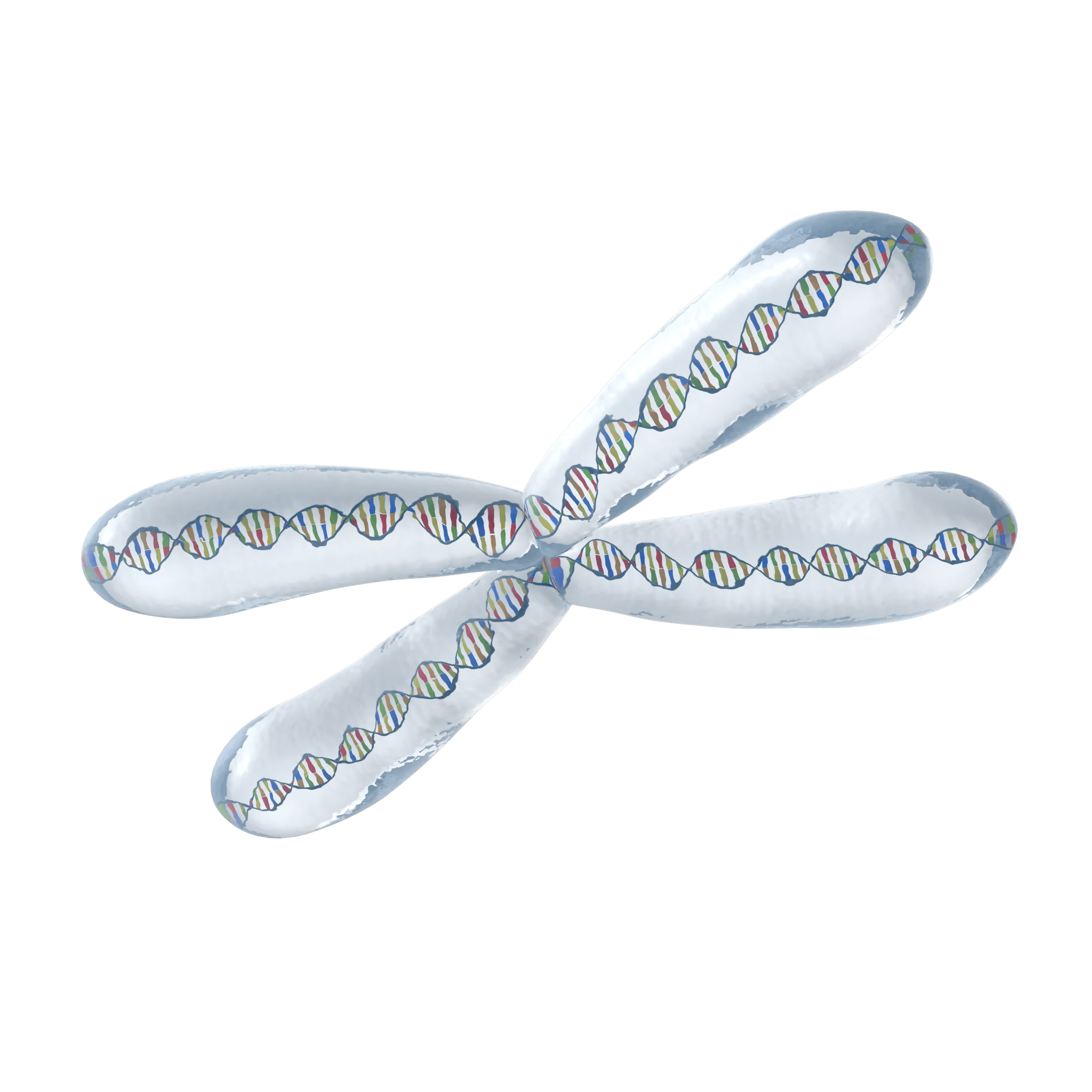 neuropolygen-images-31